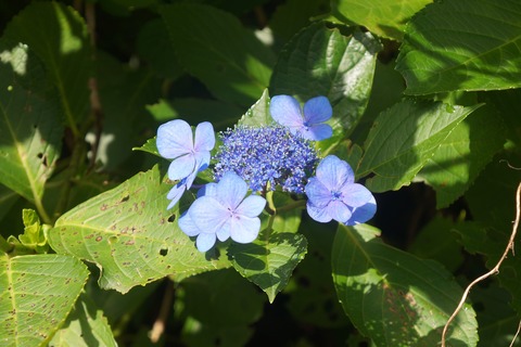 DSC02386