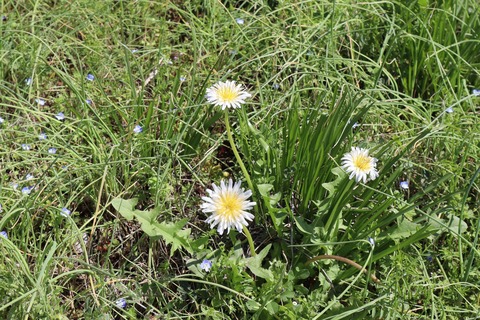IMG_0061
