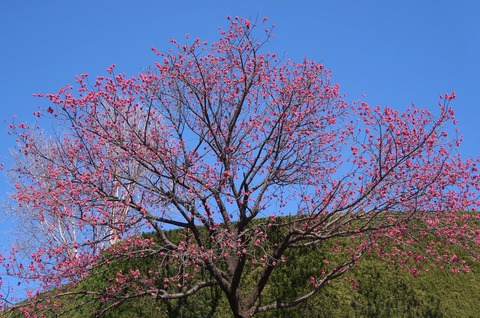 DSC00510