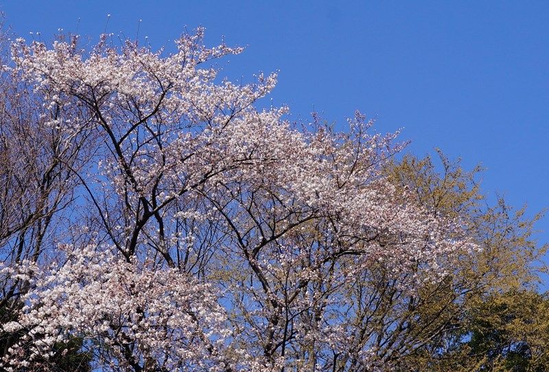イメージ 5