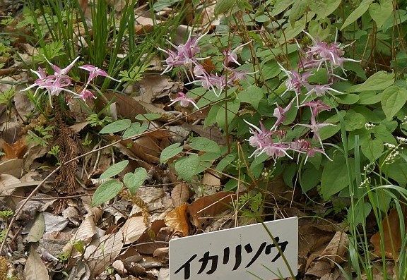 イメージ 5