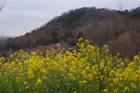 DSC00332
