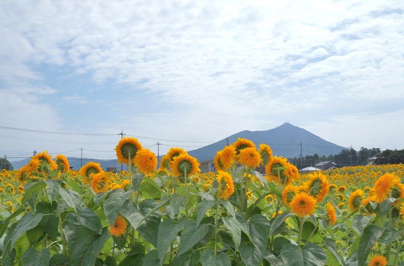 イメージ 7
