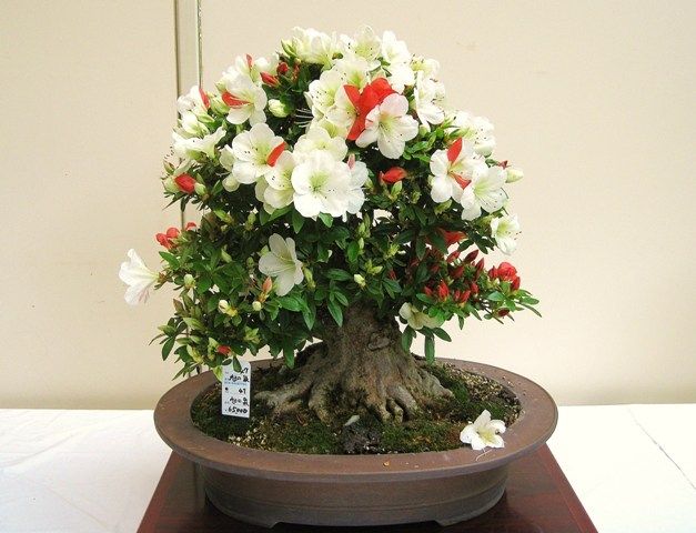 イメージ 15