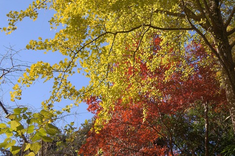 DSC09367秘密の花園