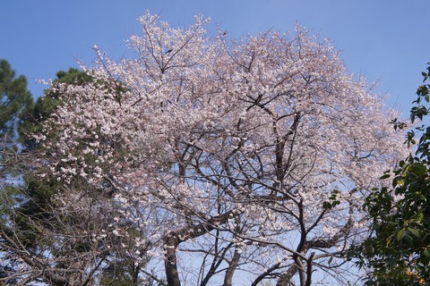 DSC00265