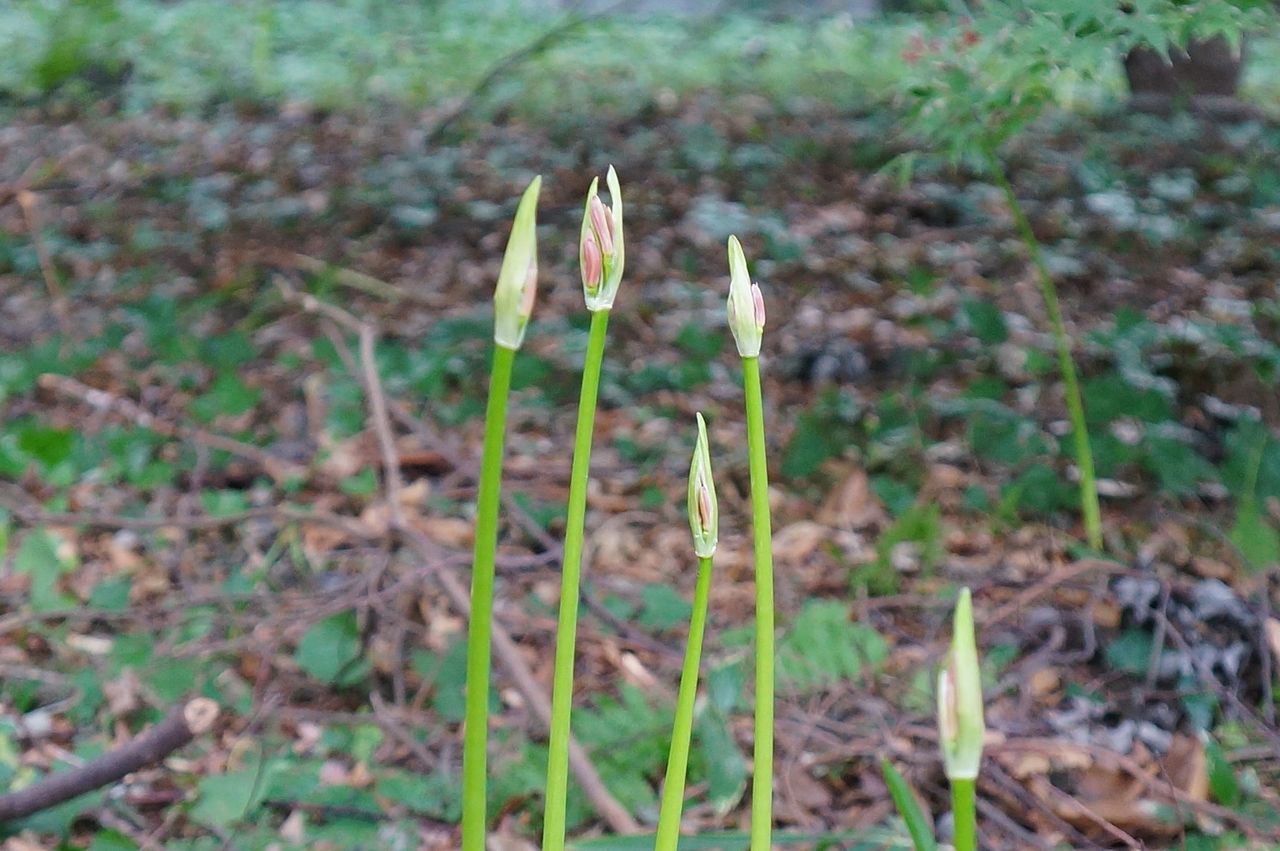 アスパラガスが彼岸花になった 安行散策 バテバテ山日記 アスパラガスが彼岸花になった 安行散策 バテバテ山日記