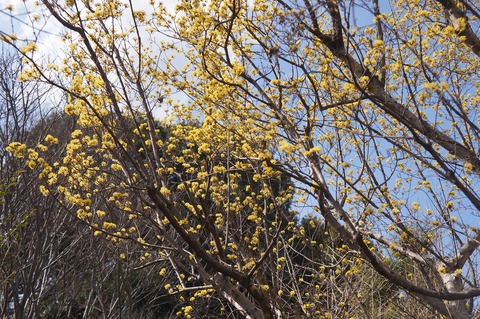 DSC06461サンシュユ