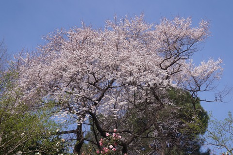 DSC00254