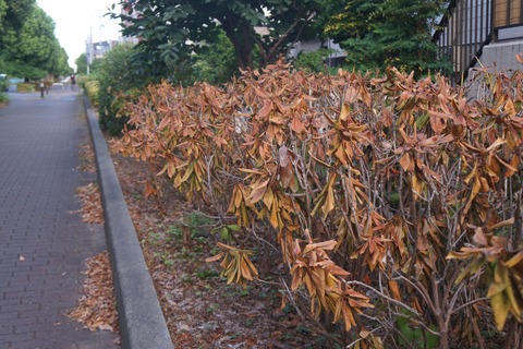 DSC02333