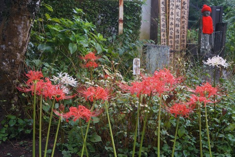 DSC02453