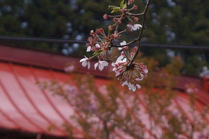 イメージ 15