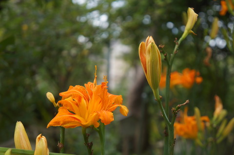 DSC01420