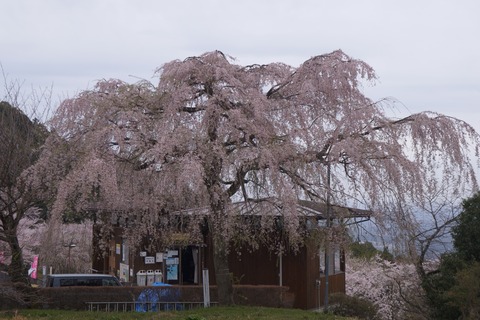 DSC00631