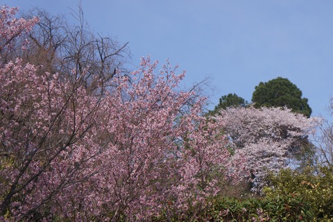 DSC00243