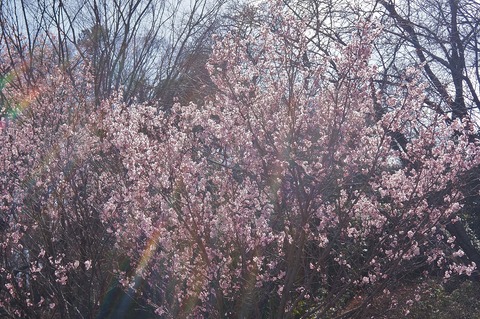 DSC06422啓翁桜
