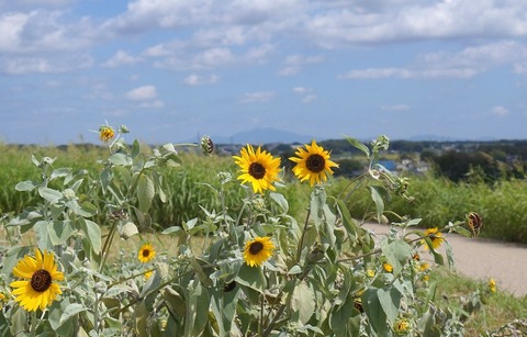 DSC07776 (2)