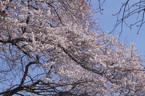 DSC00264