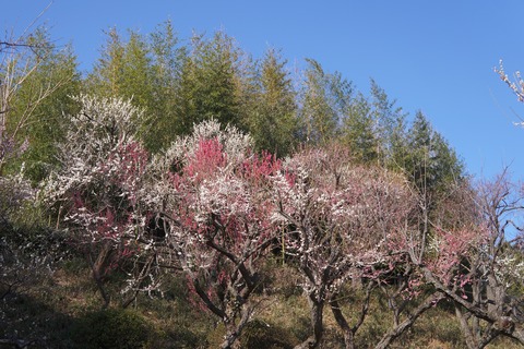 DSC09949