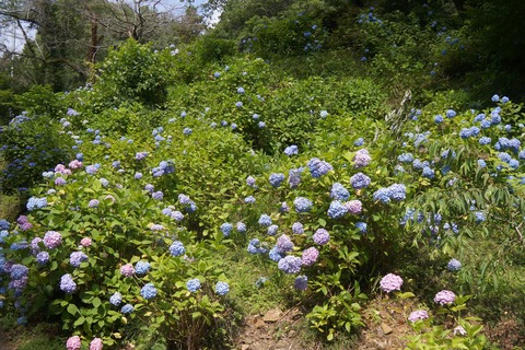 DSC01994