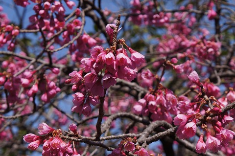 DSC03957カンヒザクラ寒緋桜