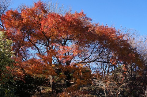 DSC03437
