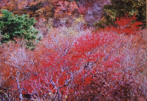 DSC04384二つ岳鯛の頭付近