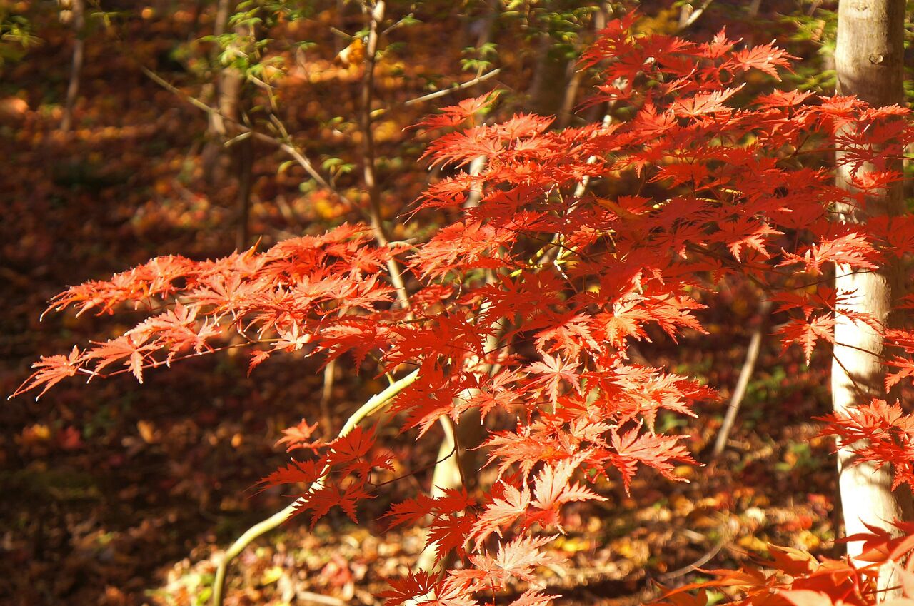 安行の紅葉 小林モミジ園さんを中心に バテバテ山日記