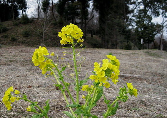 イメージ 14