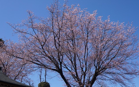 DSC00464