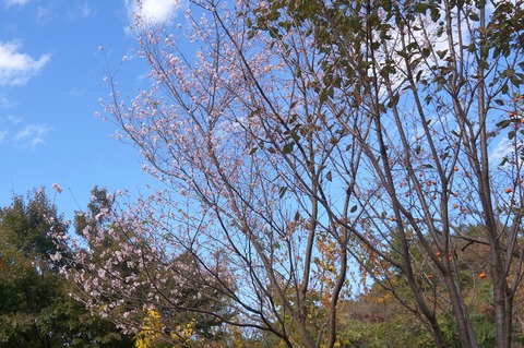 DSC08685二季桜