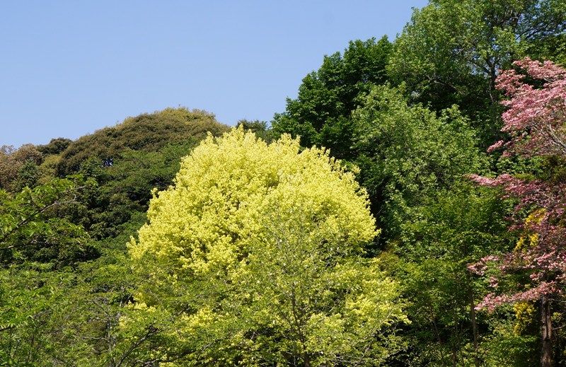 イメージ 7