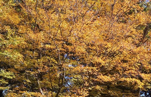 DSC05096