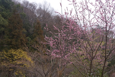 DSC00329