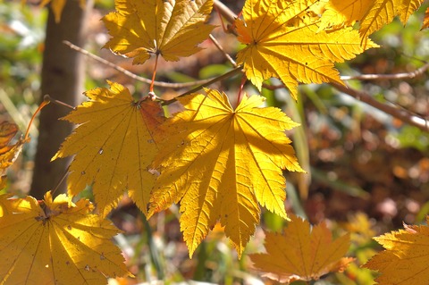 DSC03500