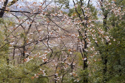 DSC06717
