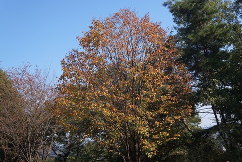 DSC08160