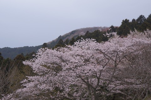 DSC00634