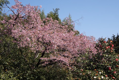 DSC03951