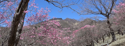 IMG_2510