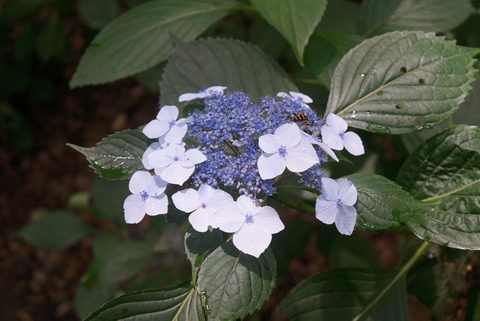 DSC07708