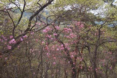 DSC01010