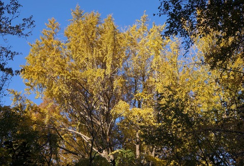 DSC09369秘密の花園