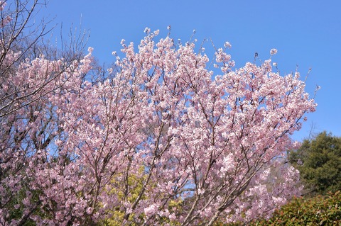 DSC03878ケイオウサクラ