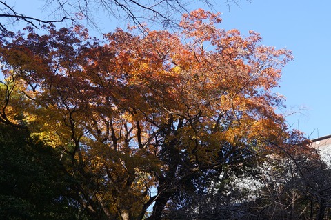 DSC03181