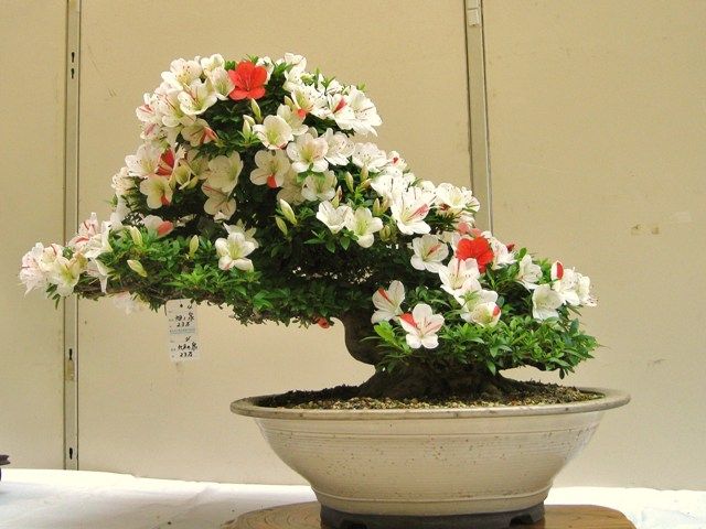 イメージ 14