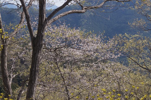 DSC00926