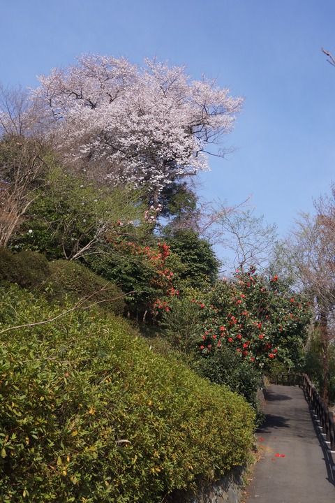 DSC00251
