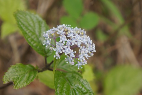 DSC01910