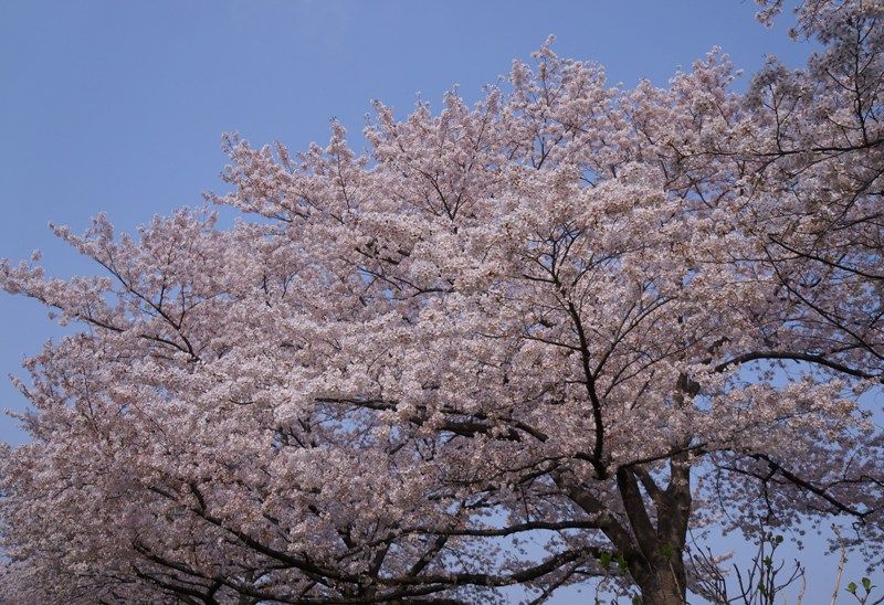 イメージ 7